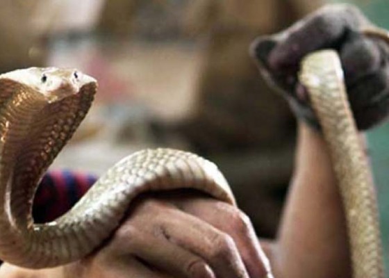 Nusabali.com - 10-orang-tewas-dari-51-kasus-gigitan-ular