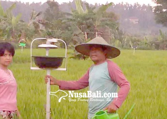Nusabali.com - bajatani-mampu-usir-4-jenis-hama