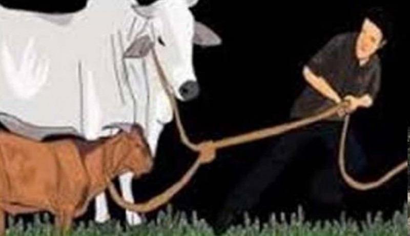 www.nusabali.com-warga-resah-sejumlah-sapi-hilang-dicuri