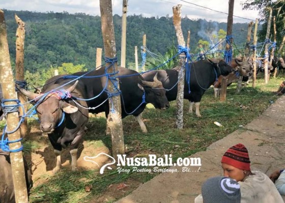 Nusabali.com - diawali-dengan-prosesi-ngejuk-28-sapi-duwe