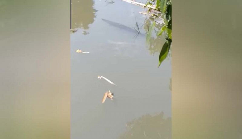 www.nusabali.com-ikan-gar-aligator-terpantau-di-muara-sungai-nyanyi