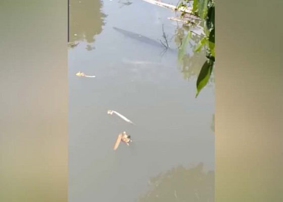 Nusabali.com - ikan-gar-aligator-terpantau-di-muara-sungai-nyanyi