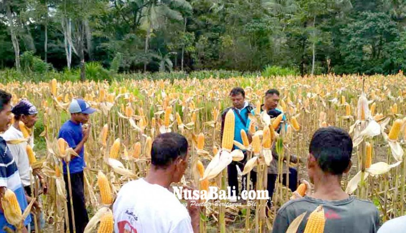 www.nusabali.com-edukasi-petani-dinas-pertanian-buat-demplot-jagung
