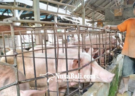 Nusabali.com - penampahan-14941-ekor-babi-di-tabanan-siap-dipotong