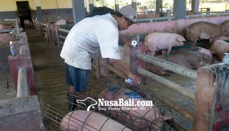 www.nusabali.com-rph-denpasar-terima-ratusan-babi