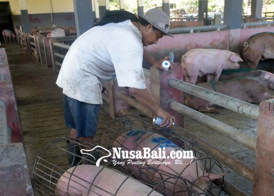 Nusabali.com - rph-denpasar-terima-ratusan-babi