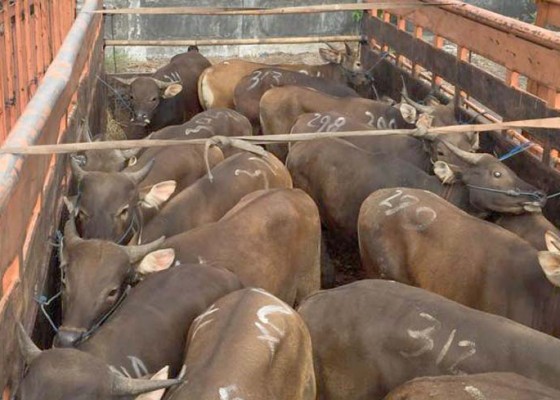 Nusabali.com - puluhan-sapi-dan-ayam-selundupan-diamankan-di-gilimanuk
