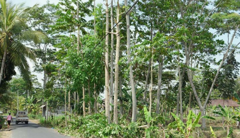 www.nusabali.com-ribuan-hektare-hutan-rakyat-kritis-kekeringan