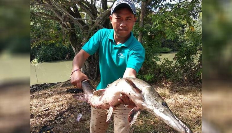 www.nusabali.com-satu-ekor-ikan-gar-aligator-berhasil-ditangkap-pemancing