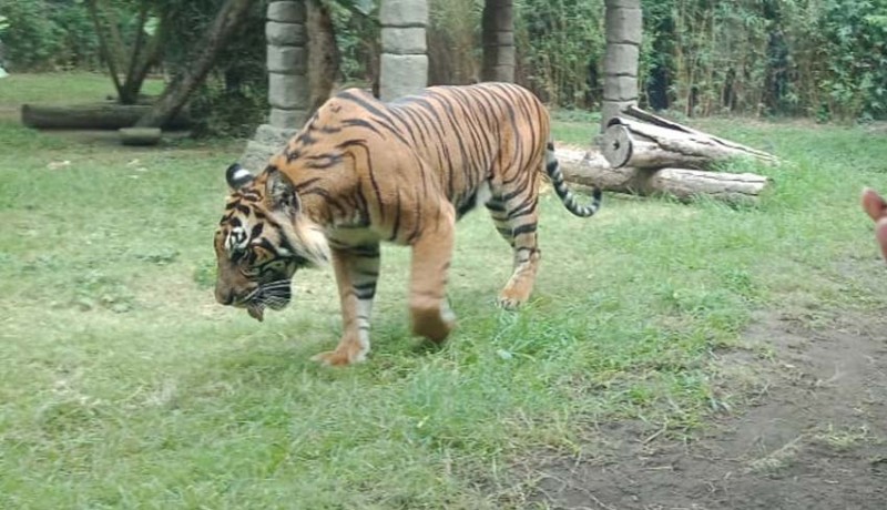 NUSABALI com Empat Ekor Harimau Dapat Perlakuan Khusus