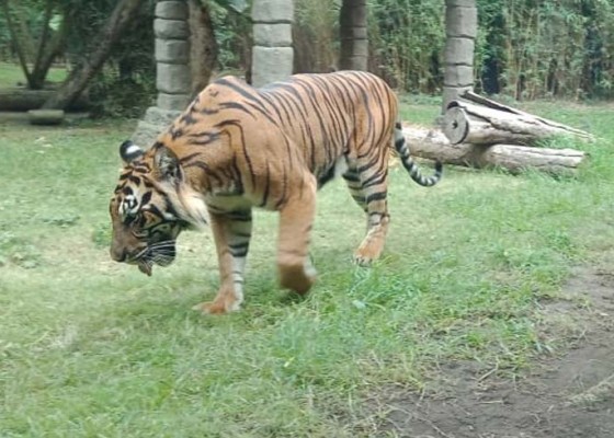 Nusabali.com - empat-ekor-harimau-dapat-perlakuan-khusus