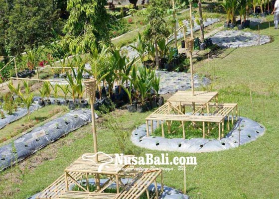 Nusabali.com - demplot-dinas-pertanian-kesulitan-air