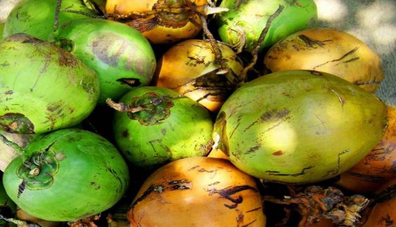 www.nusabali.com-kementan-lepas-ekspor-produk-kelapa