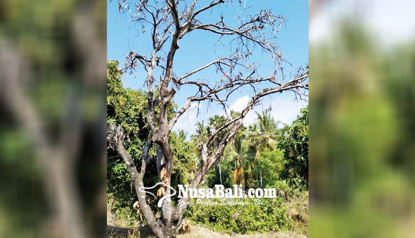 Nusabali Com Terlalu Dipacu Kimia Pohon Mangga Jadi Mati