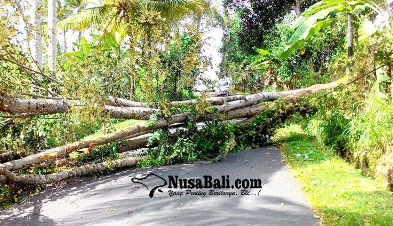 www.nusabali.com-pohon-bayur-tumbang-tutupi-badan-jalan