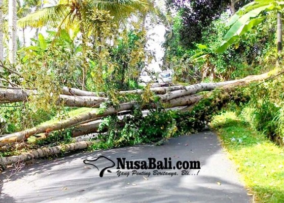 Nusabali.com - pohon-bayur-tumbang-tutupi-badan-jalan