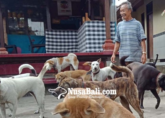 Nusabali.com - pelihara-30-anjing-semua-dipungut-pasca-ditelantarkan-tuannya