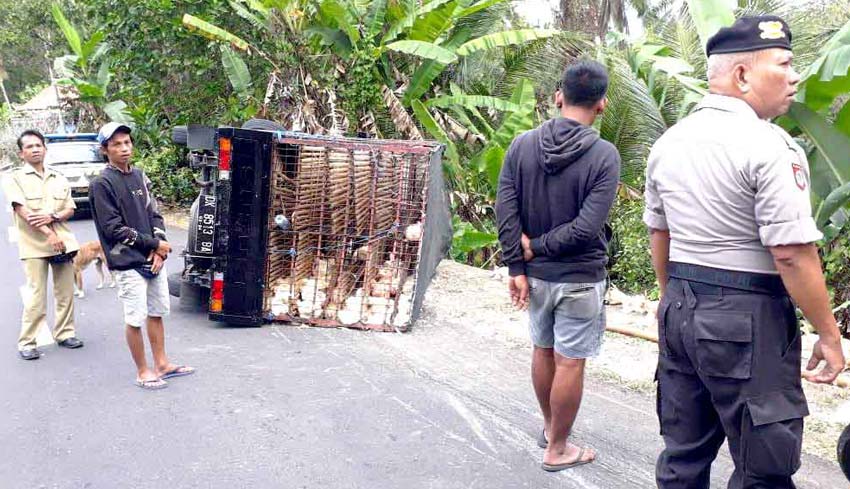 NUSABALI com Diduga Sopir Ngebut Truk Angkut Ayam  Terguling