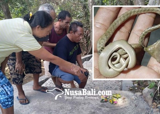 Nusabali.com - ular-berkepala-dua-bikin-geger