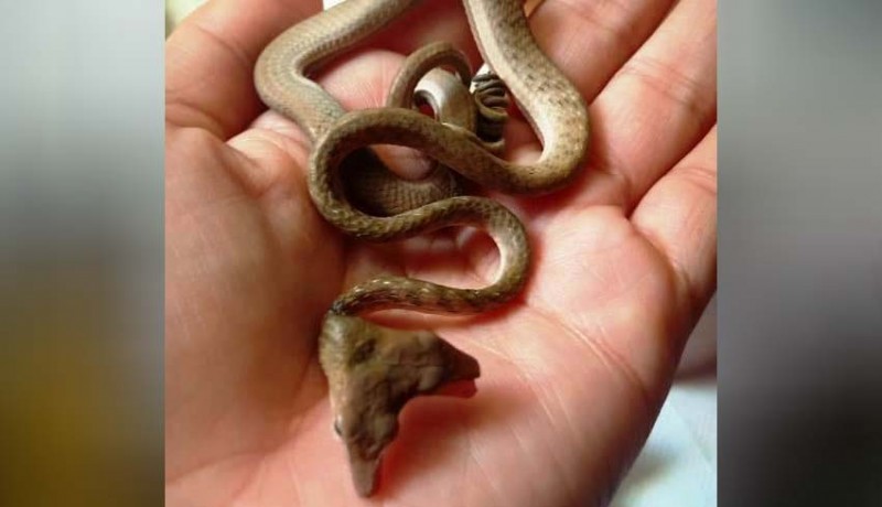 www.nusabali.com-banyak-yang-ingin-beli-1-dari-2-kepala-ular-mati