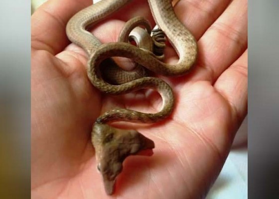 Nusabali.com - banyak-yang-ingin-beli-1-dari-2-kepala-ular-mati