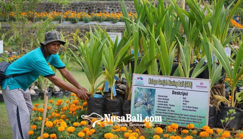www.nusabali.com-dinas-pertanian-siapkan-1000-bonsai-kelapa