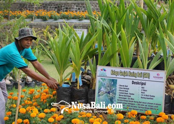 Nusabali.com - dinas-pertanian-siapkan-1000-bonsai-kelapa