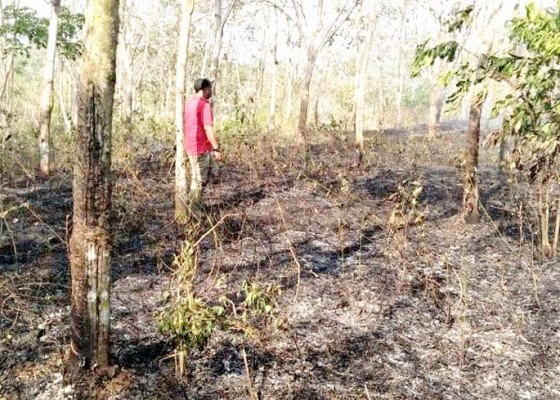 Nusabali.com - lagi-lahan-perkebunan-perusda-bali-terbakar