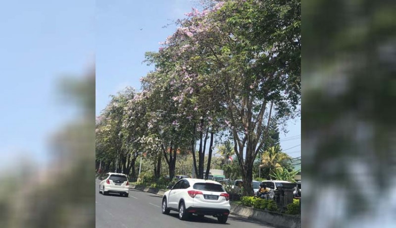 www.nusabali.com-bunga-pohon-perindang-di-jalanan-bermekaran