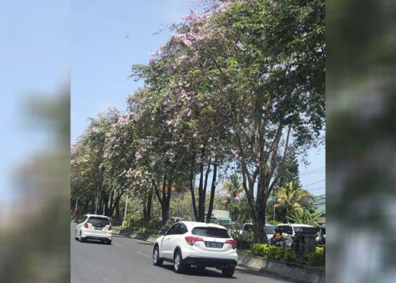 Nusabali.com - bunga-pohon-perindang-di-jalanan-bermekaran