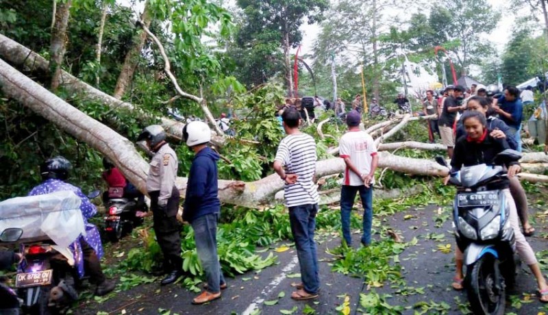 www.nusabali.com-pohon-tumbang-di-sulangai-akses-jalan-sempat-lumpuh