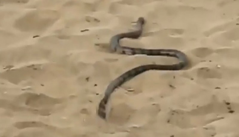 www.nusabali.com-ngeri-ada-penampakan-ular-laut-di-pantai-kuta
