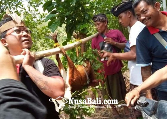 Nusabali.com - desa-adat-busungbiu-gelar-tradisi-maboros-kidang