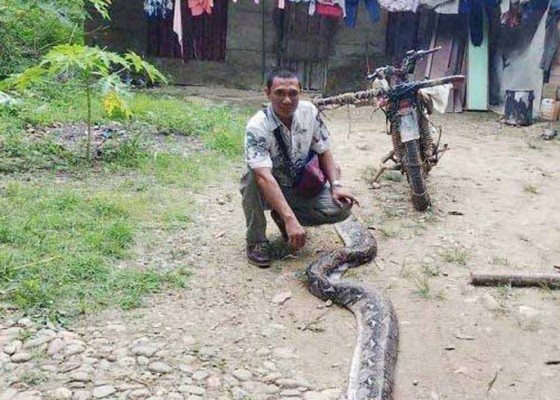 Nusabali.com - selamatkan-istri-dari-lilitan-ular-piton-6-meter