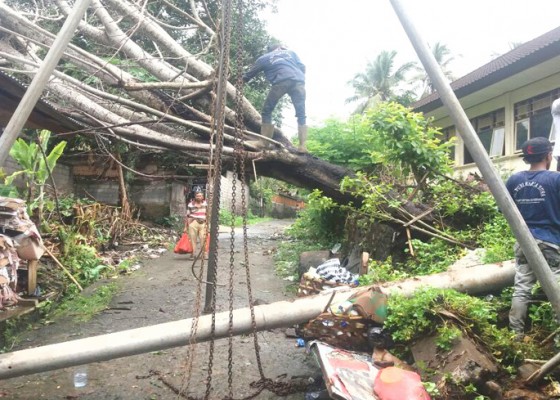 Nusabali.com - hujan-deras-lima-pohon-tumbang