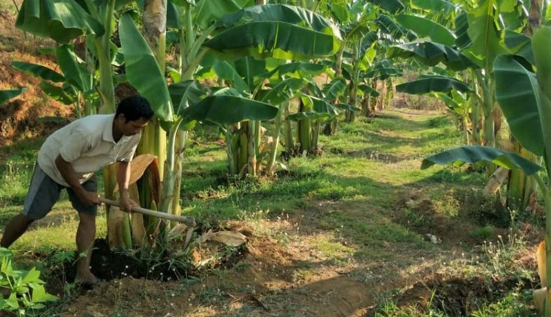 www.nusabali.com-desa-bukti-kubutambahan-dulu-tandus-kini-budidayakan-perkebunan-pisang