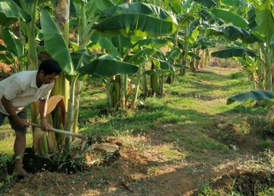 Nusabali.com - desa-bukti-kubutambahan-dulu-tandus-kini-budidayakan-perkebunan-pisang