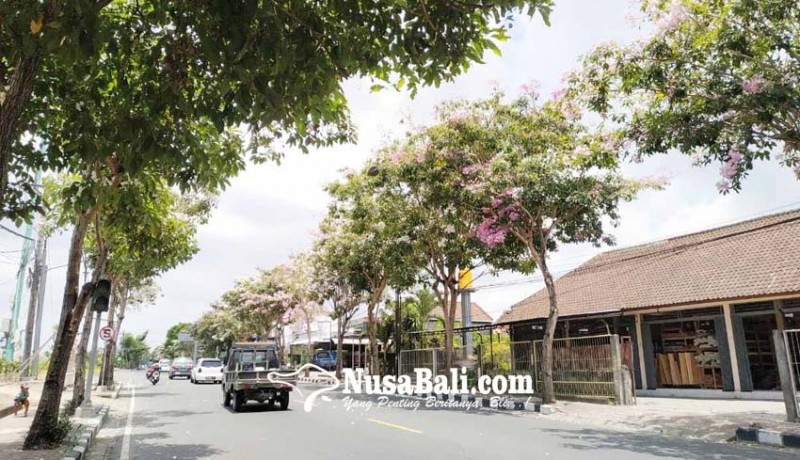 www.nusabali.com-bunga-tabebuya-bermekaran-di-jalan-raya-sempidi