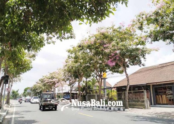 Nusabali.com - bunga-tabebuya-bermekaran-di-jalan-raya-sempidi