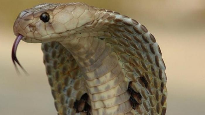 www.nusabali.com-pengontrak-ruko-diresahkan-teror-ular-cobra