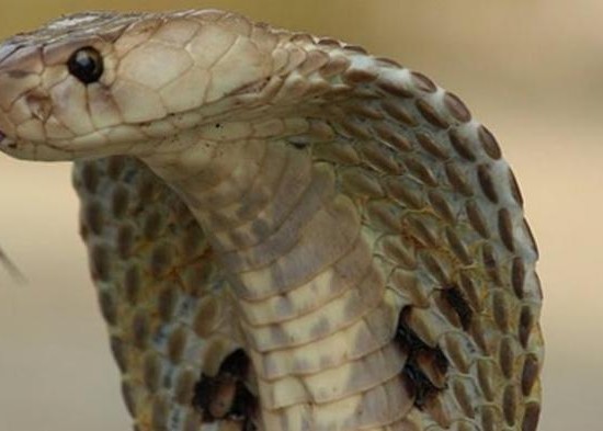 Nusabali.com - pengontrak-ruko-diresahkan-teror-ular-cobra