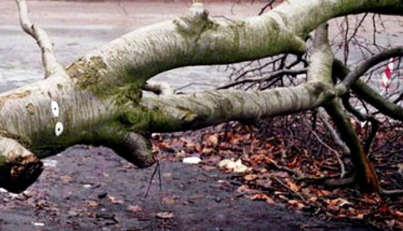 www.nusabali.com-bpbd-tangani-3-pohon-tumbang