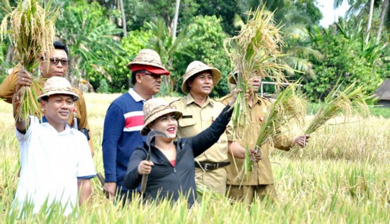 www.nusabali.com-penanaman-padi-demfarm-green-fertilizer-sukses-di-tabanan