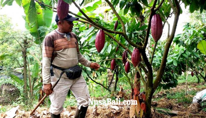 www.nusabali.com-tahun-depan-71-subak-abian-kakao-ditarget-bersertifikasi-utz