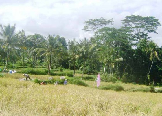 Nusabali.com - gerombolan-kera-gasak-tanaman-petani-di-tegallalang