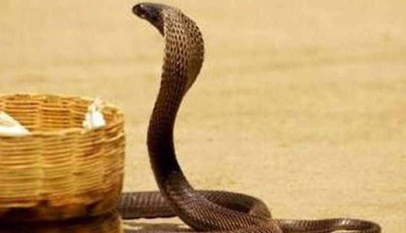 www.nusabali.com-kobra-ditemukan-di-kasur