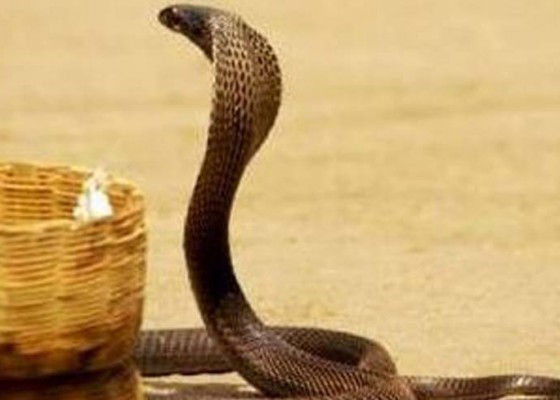Nusabali.com - kobra-ditemukan-di-kasur