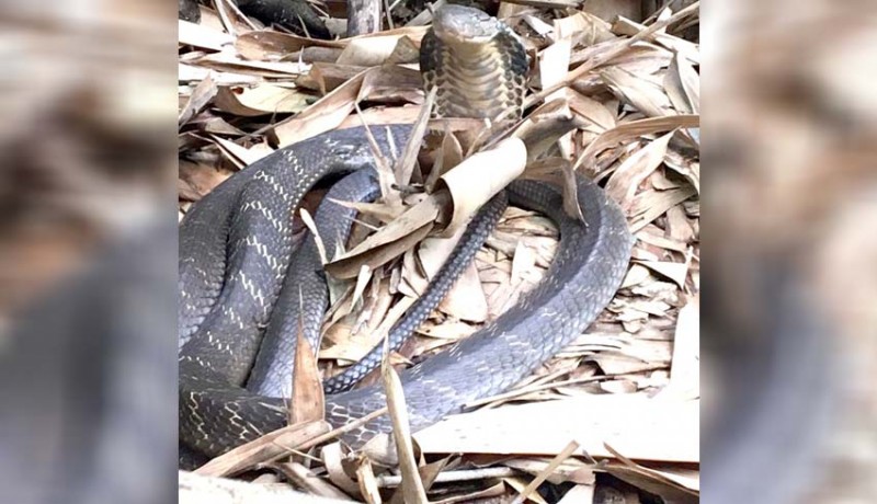 www.nusabali.com-king-cobra-ditangkap-di-ladang-warga-bunutin-dilanda-waswas