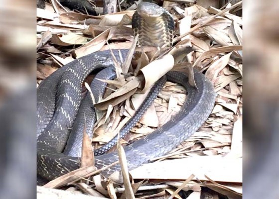 Nusabali.com - king-cobra-ditangkap-di-ladang-warga-bunutin-dilanda-waswas