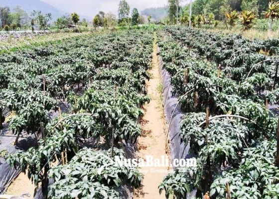 Nusabali.com - pusat-gelontor-rp-10-m-ke-tabanan-untuk-pengembangan-hortikultura